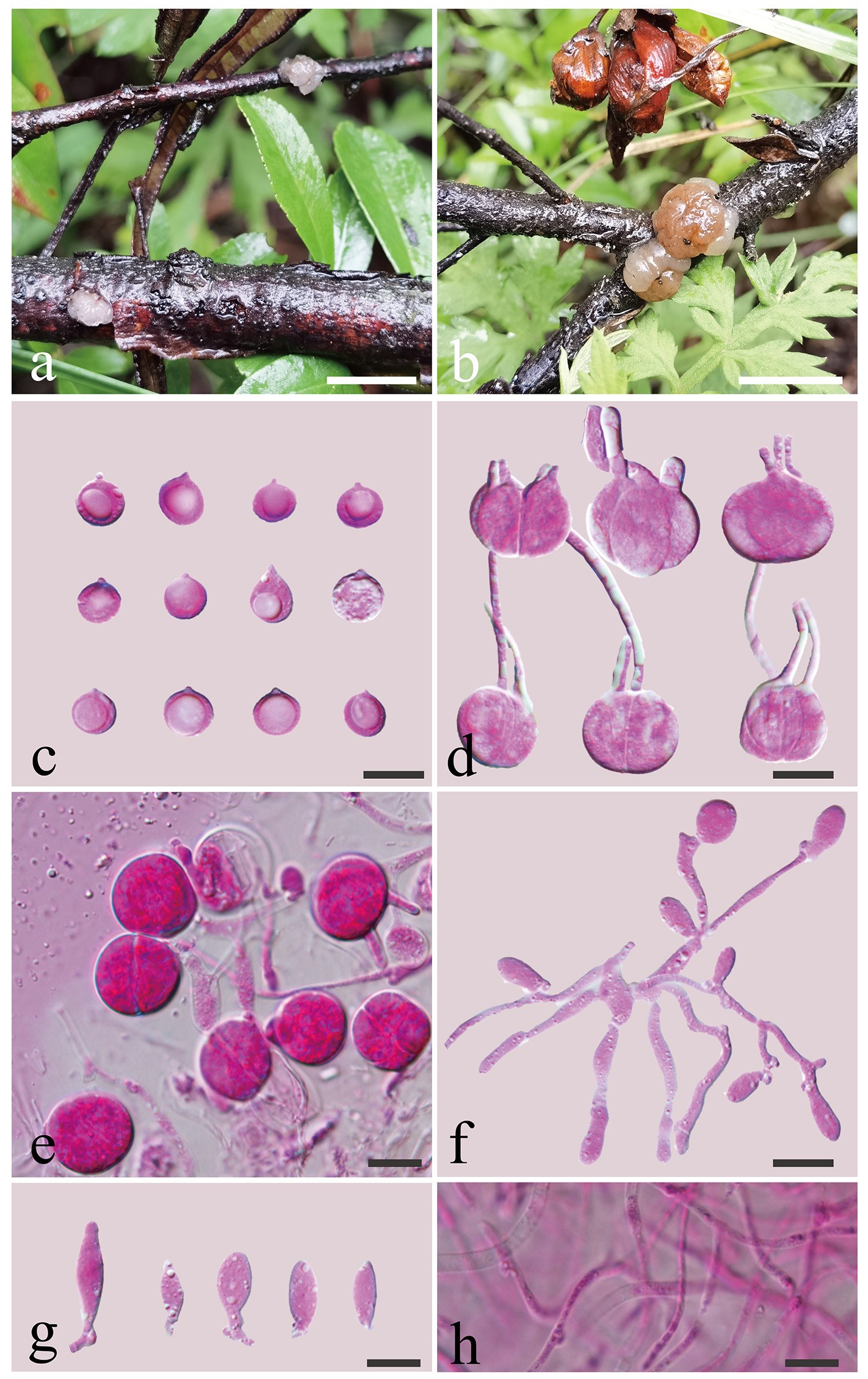 Figure 62